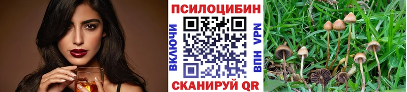Купить где  Рудня  Псилоцибиновые грибы Psilocybe 
